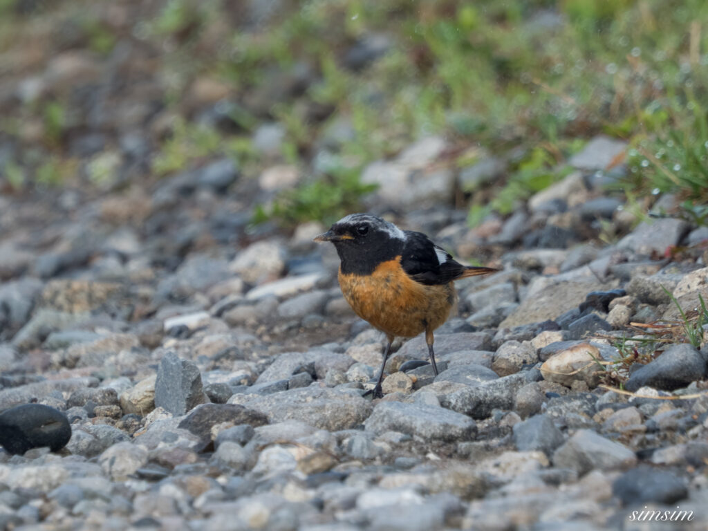長野の高原 ジョウビタキ